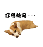 Corgi Orange is Awesome（個別スタンプ：2）
