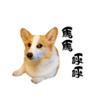Corgi Orange is Awesome（個別スタンプ：3）