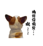 Corgi Orange is Awesome（個別スタンプ：4）
