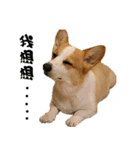 Corgi Orange is Awesome（個別スタンプ：5）