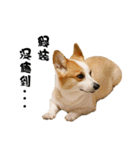 Corgi Orange is Awesome（個別スタンプ：6）