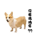 Corgi Orange is Awesome（個別スタンプ：7）