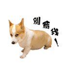 Corgi Orange is Awesome（個別スタンプ：8）