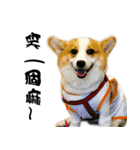 Corgi Orange is Awesome（個別スタンプ：11）