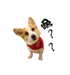 Corgi Orange is Awesome（個別スタンプ：12）