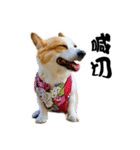 Corgi Orange is Awesome（個別スタンプ：13）