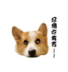 Corgi Orange is Awesome（個別スタンプ：14）