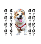 Corgi Orange is Awesome（個別スタンプ：15）