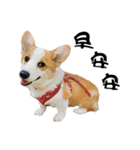 Corgi Orange is Awesome（個別スタンプ：16）