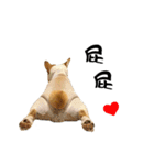 Corgi Orange is Awesome（個別スタンプ：17）