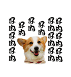 Corgi Orange is Awesome（個別スタンプ：19）