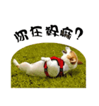 Corgi Orange is Awesome（個別スタンプ：20）