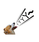 Corgi Orange is Awesome（個別スタンプ：21）