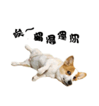 Corgi Orange is Awesome（個別スタンプ：22）