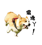 Corgi Orange is Awesome（個別スタンプ：23）