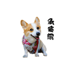 Corgi Orange is Awesome（個別スタンプ：24）