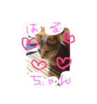 いつも可愛いはるちゃん（個別スタンプ：1）