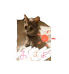 いつも可愛いはるちゃん（個別スタンプ：2）