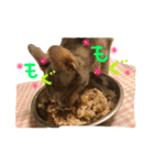 いつも可愛いはるちゃん（個別スタンプ：3）