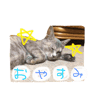 いつも可愛いはるちゃん（個別スタンプ：7）
