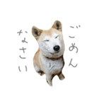 寧々（個別スタンプ：3）