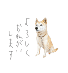 寧々（個別スタンプ：4）