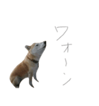 寧々（個別スタンプ：5）