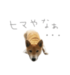 寧々（個別スタンプ：7）