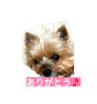 カイルくん2（個別スタンプ：2）
