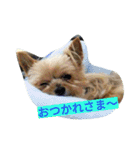 カイルくん2（個別スタンプ：3）