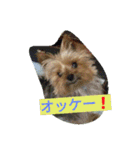 カイルくん2（個別スタンプ：5）