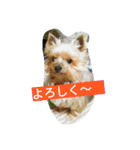 カイルくん2（個別スタンプ：6）