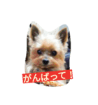 カイルくん2（個別スタンプ：7）
