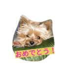 カイルくん2（個別スタンプ：8）