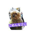 カイルくん2（個別スタンプ：12）