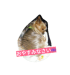 カイルくん2（個別スタンプ：13）