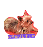 カイルくん2（個別スタンプ：15）