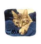 みかん2（個別スタンプ：3）
