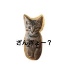みかん2（個別スタンプ：11）
