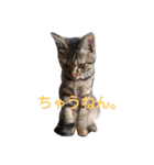 みかん2（個別スタンプ：16）