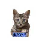 みかん2（個別スタンプ：17）