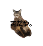 みかん2（個別スタンプ：18）