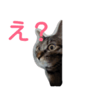 みかん2（個別スタンプ：19）