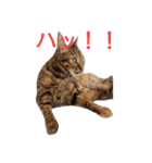 みかん2（個別スタンプ：23）