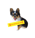 チワワのレオ（個別スタンプ：13）