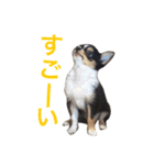 チワワのレオ（個別スタンプ：17）