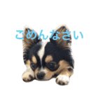 チワワのレオ（個別スタンプ：19）