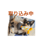 チワワのレオ（個別スタンプ：21）