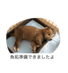 豆柴のシュールで日常使えるスタンプ（個別スタンプ：1）