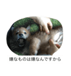 豆柴のシュールで日常使えるスタンプ（個別スタンプ：2）